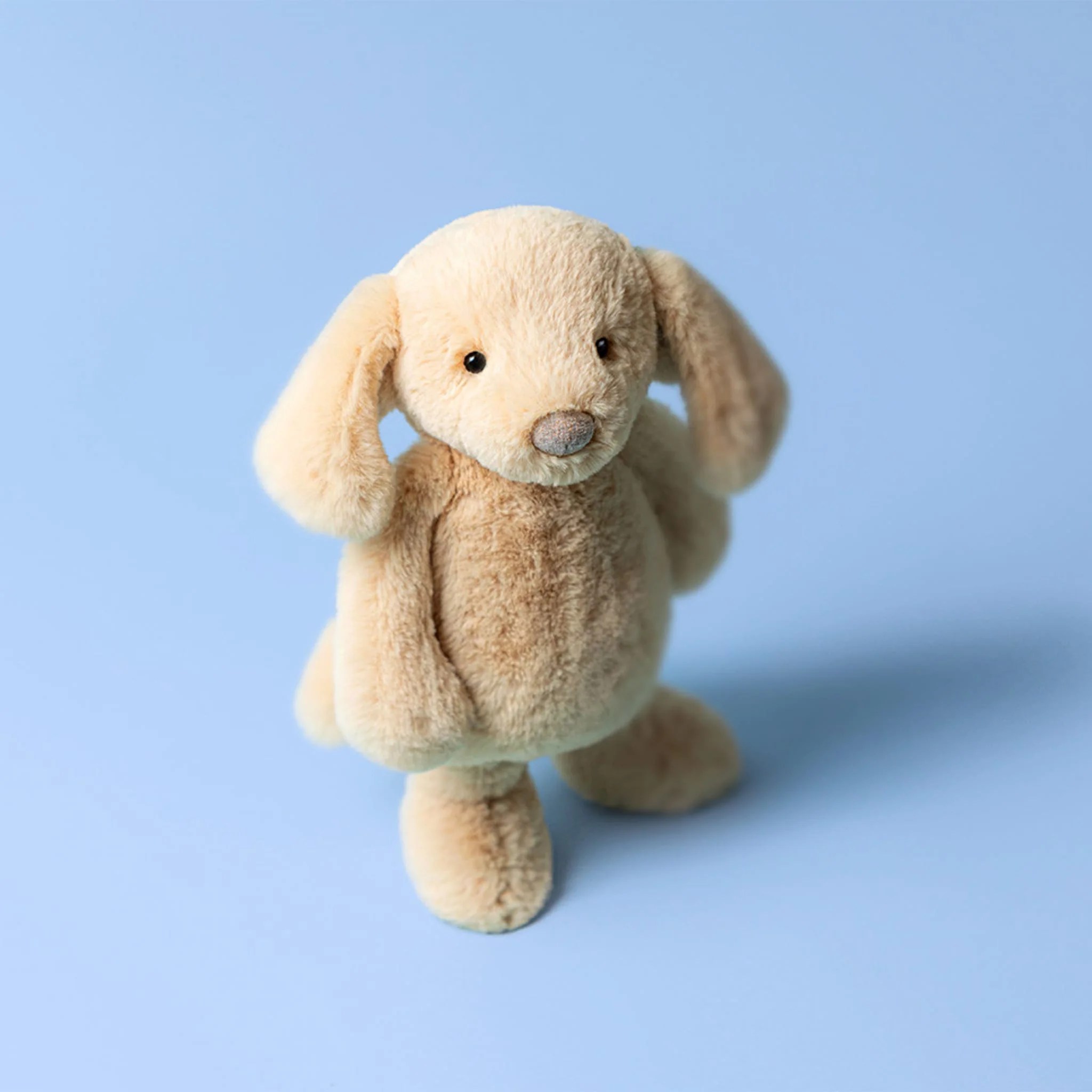 Chien Orlando - Image 2