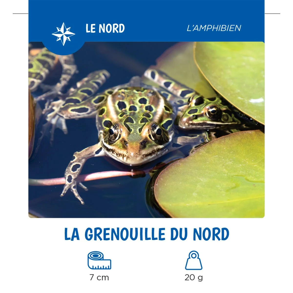 Les Animaux Du Québec - Image 4
